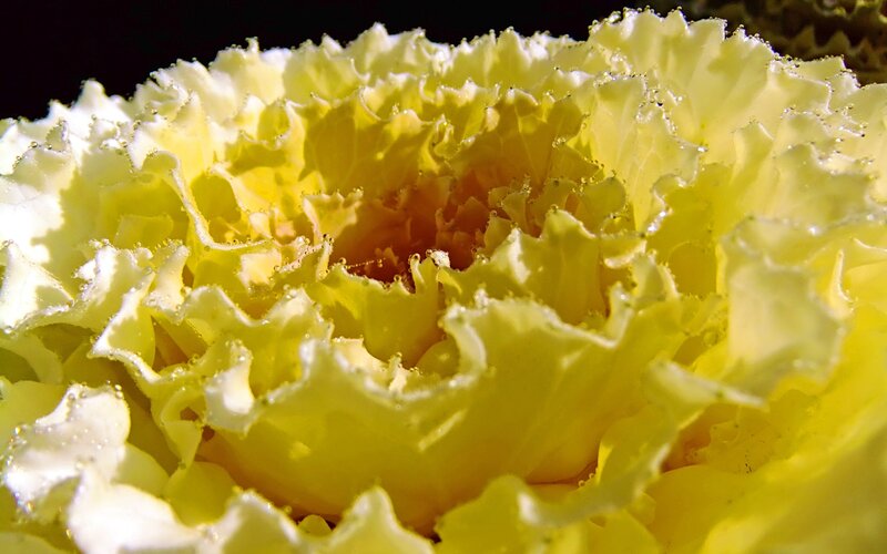 Close-up of yellow ornamental kale