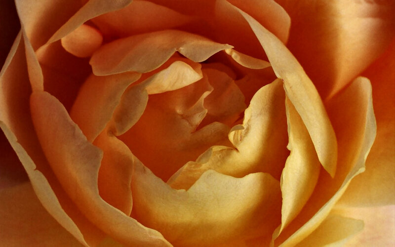 Close-up of Yellow Rose — Calm