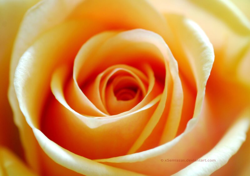 Close-up of Yellow Rose — Serene