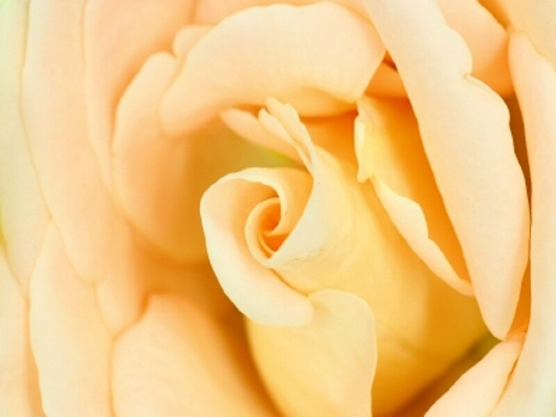 Close-up of Yellow Rose