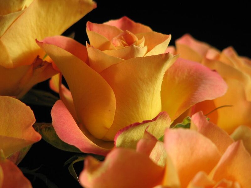 Close-up of yellow roses