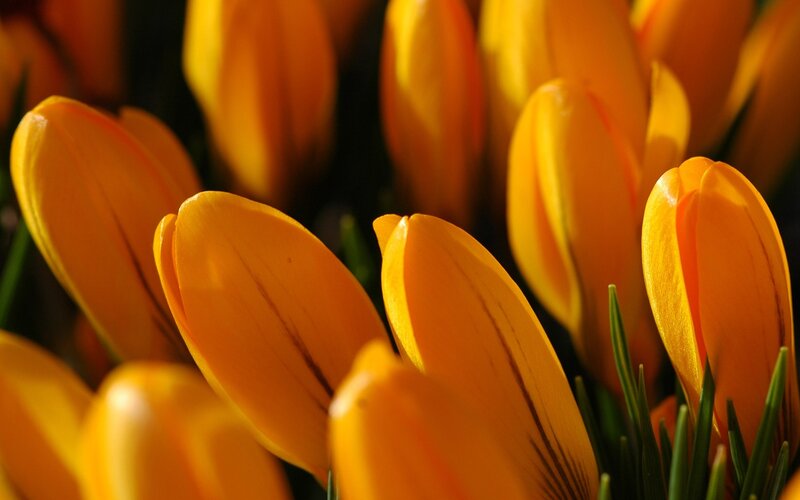 Close-up of yellow tulips