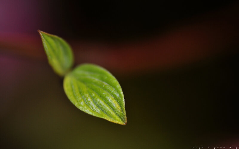 Close-up of young green leaves