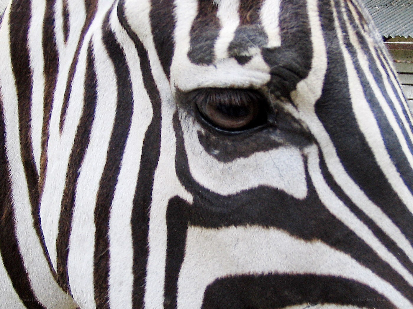 Close-up of zebra face