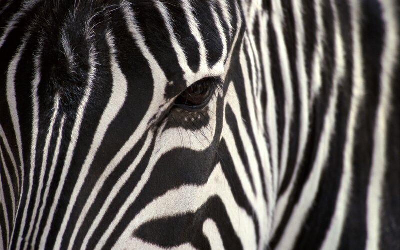 Close-up of zebra face