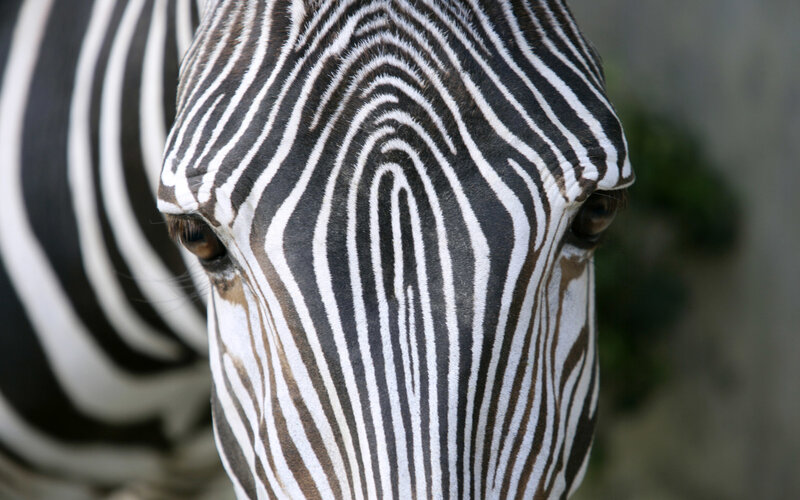 Close-up of zebra face