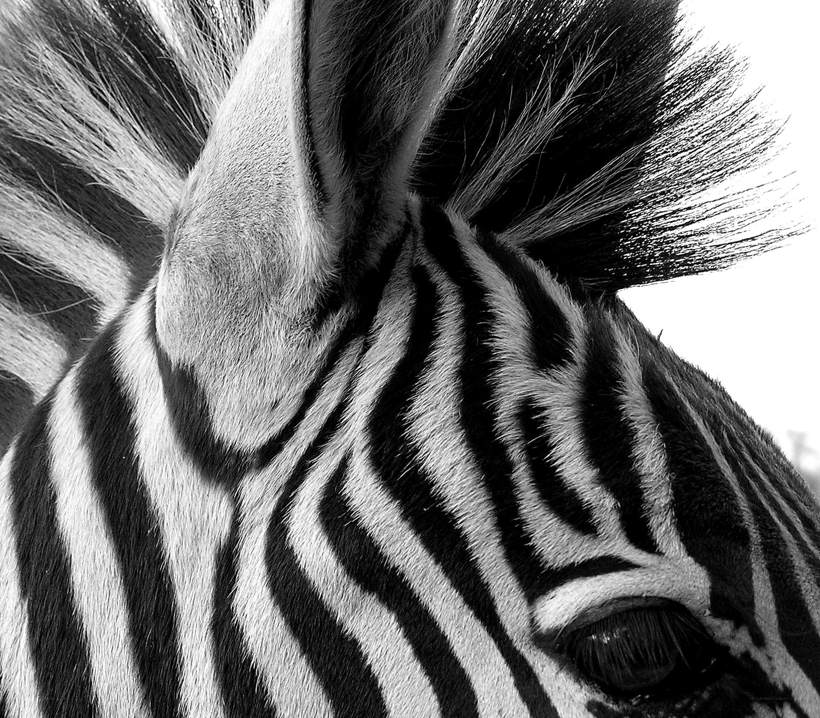 close-up of zebra head