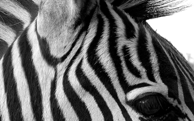 close-up of zebra head