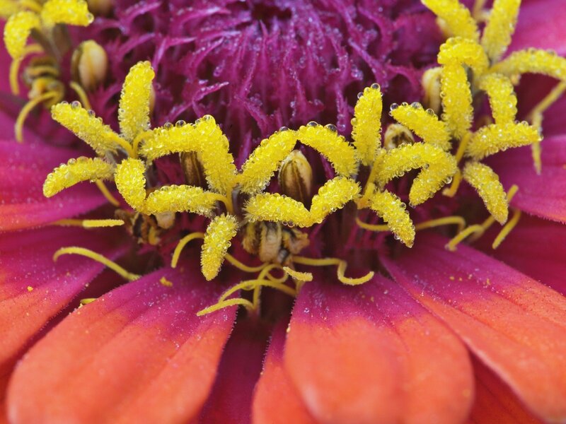 Close-up of Zinnia Flower — Pink, Vibrant