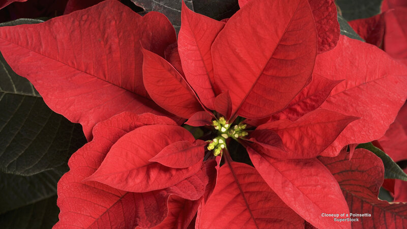 Closeup of a Poinsettia