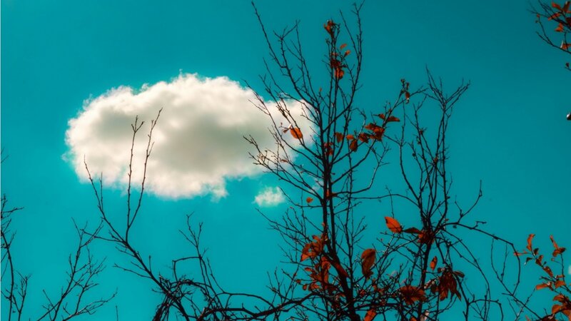 Cloud Above Bare Branches