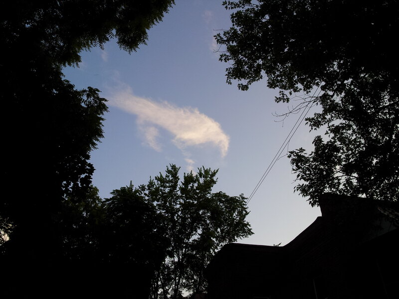 Cloud Between Trees