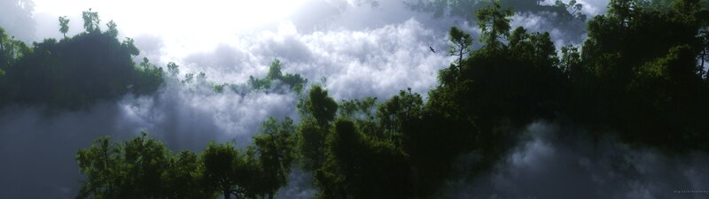 Cloud-covered Forest Canopy