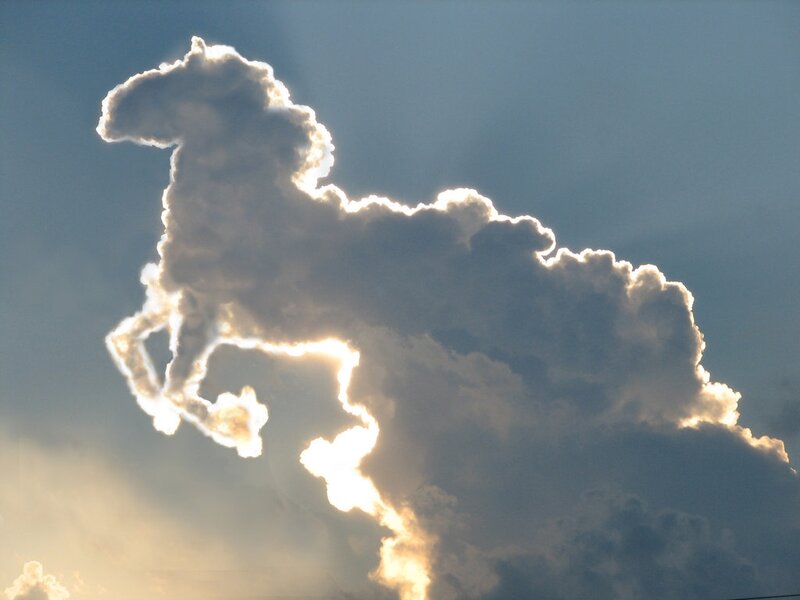 Cloud Shaped Like a Horse — White