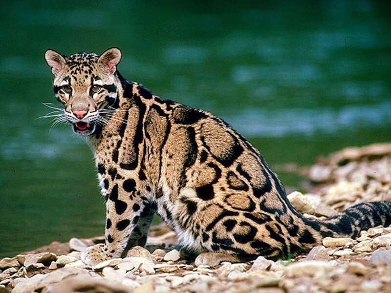 Clouded Leopard — Brown, Alert