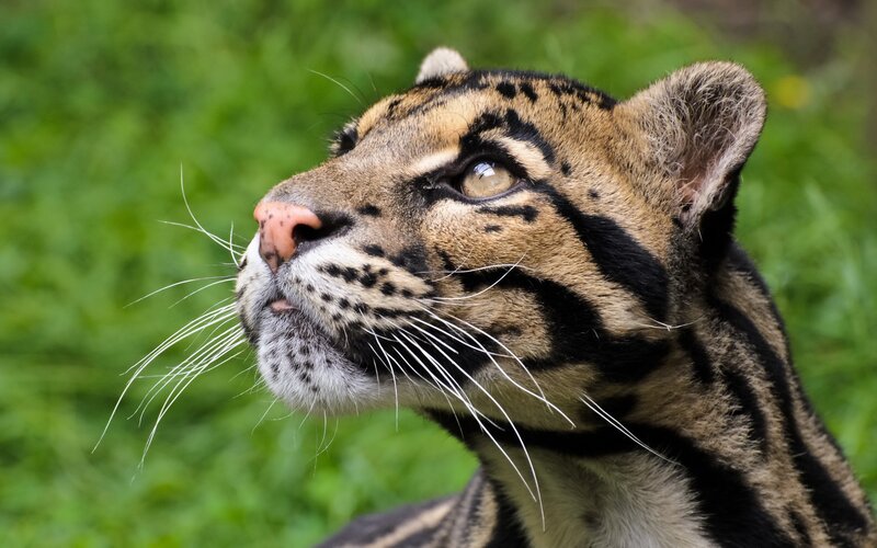 Clouded Leopard — Brown