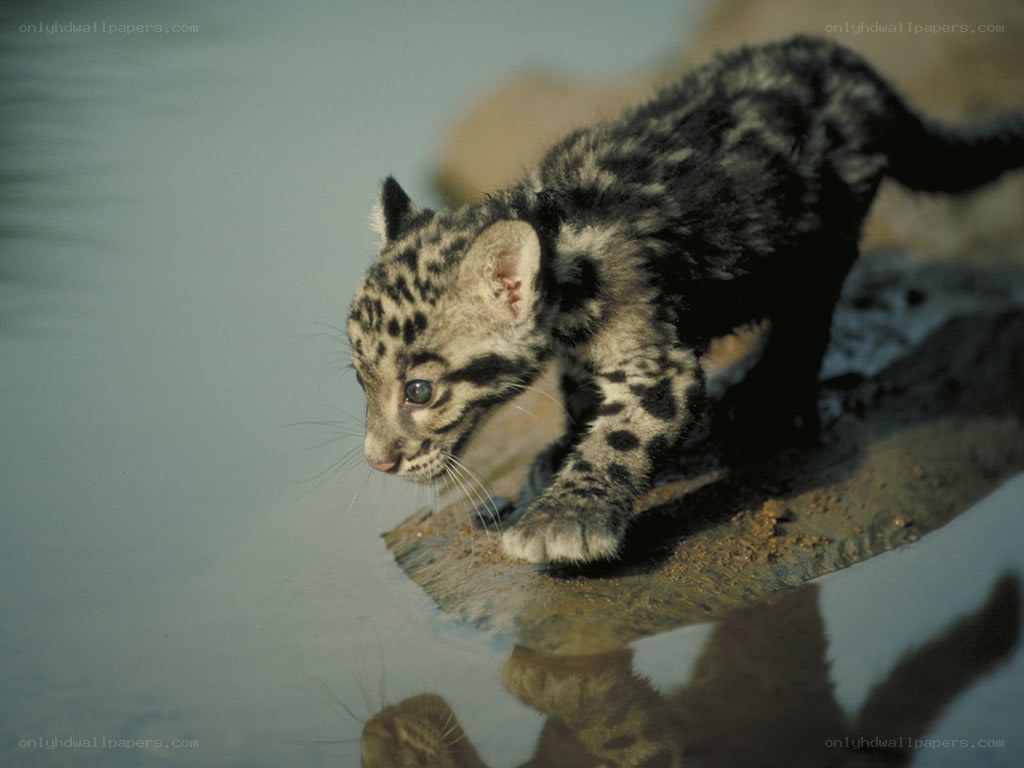 Clouded leopard cub at water's edge