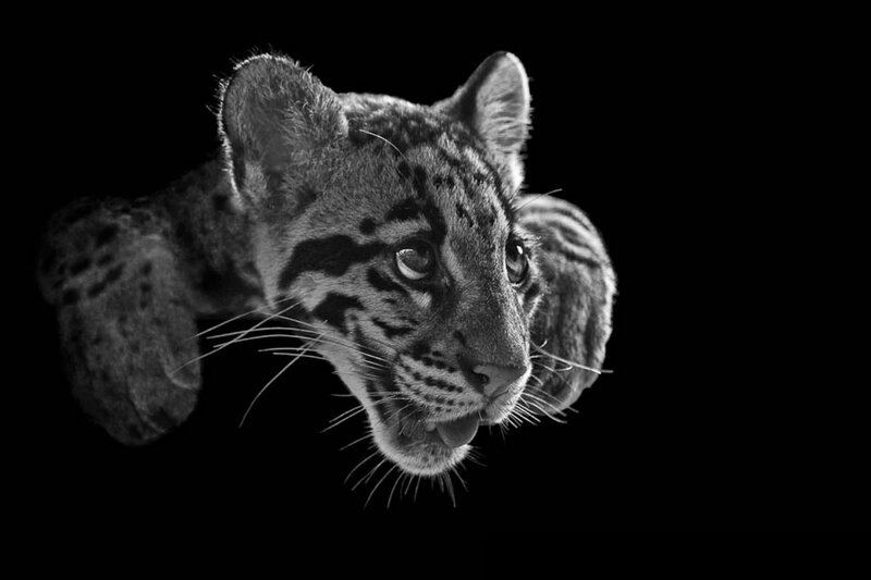 Clouded Leopard Cub — Black