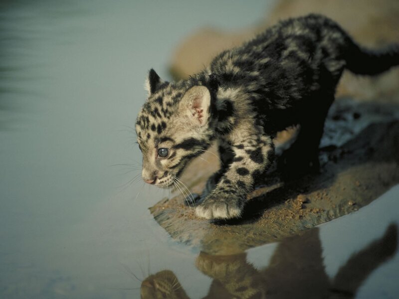 Clouded Leopard Cub — Gray