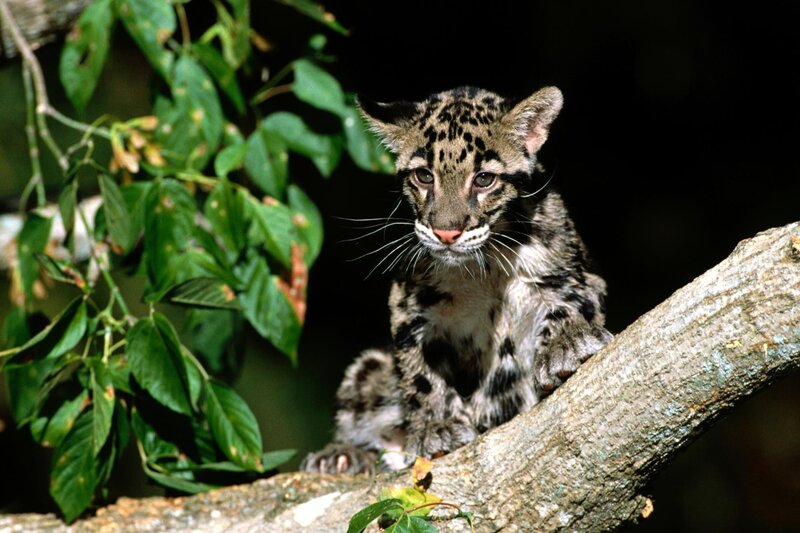 Clouded Leopard Cub — Green, Alert