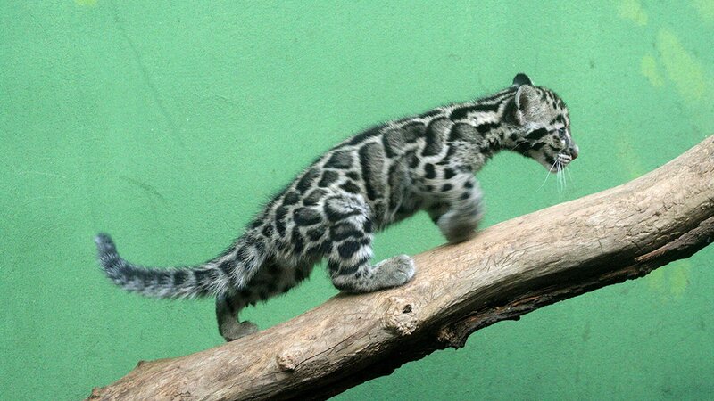 Clouded Leopard Cub — Green, Calm