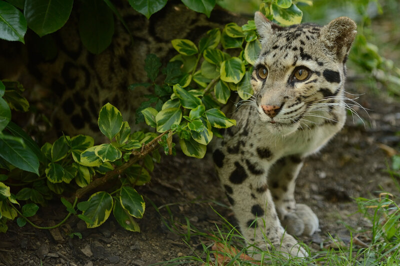 Clouded Leopard Cub — Green
