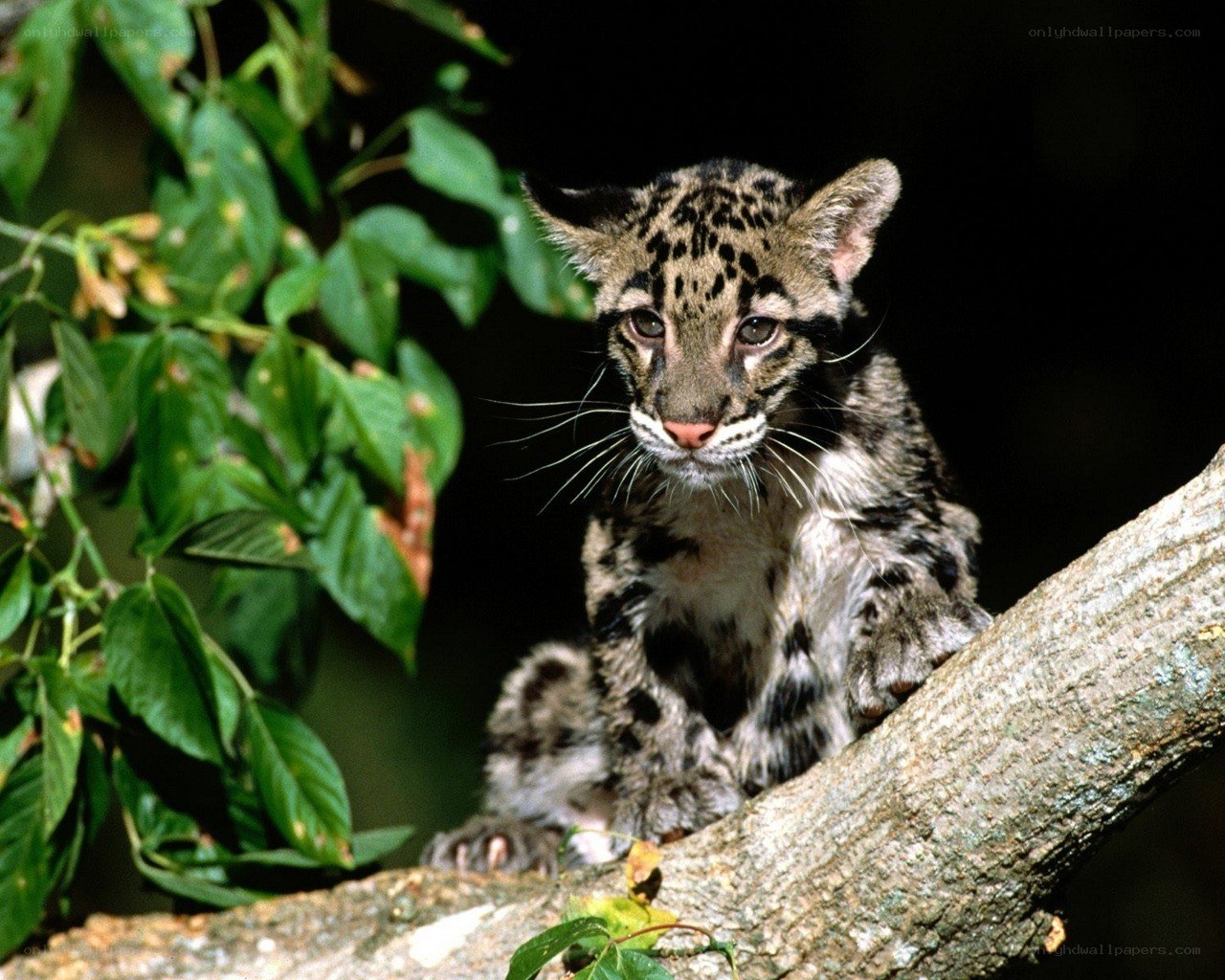 Clouded leopard cub on a branch