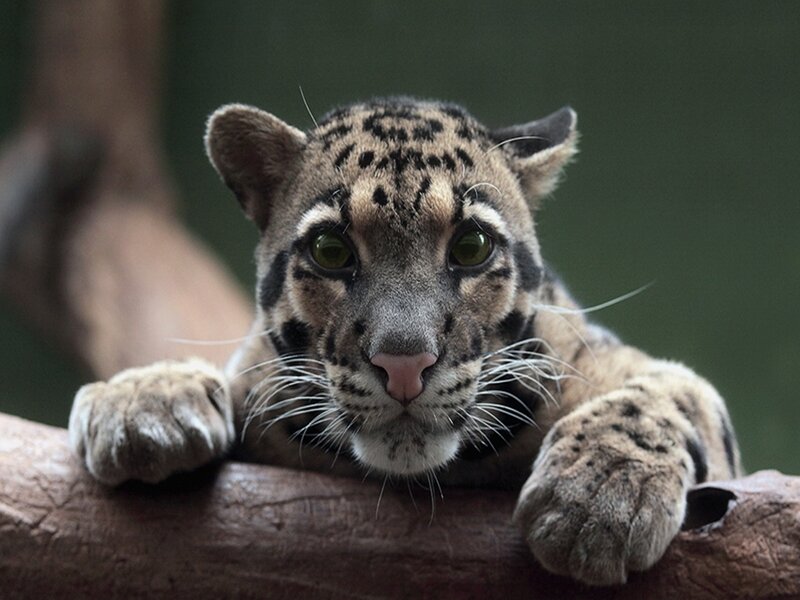clouded leopard cub on a branch