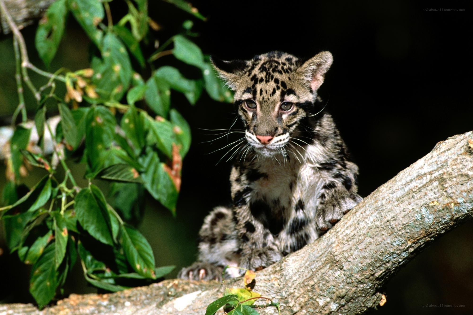 Clouded leopard cub on a branch