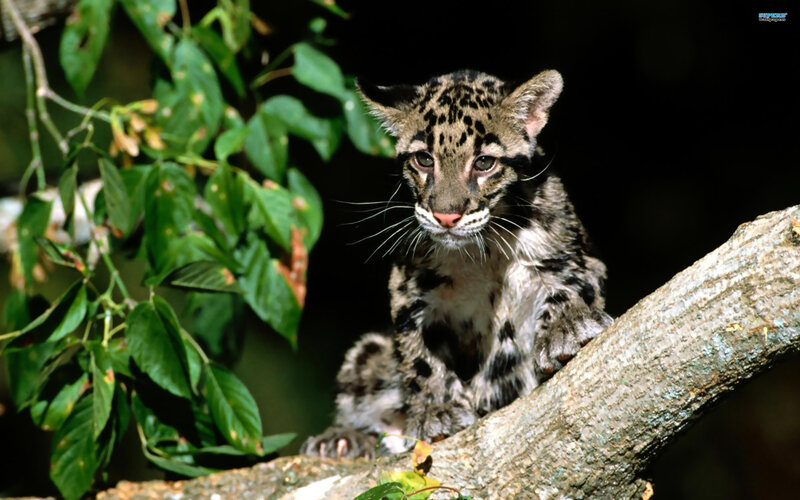 Clouded Leopard Cub