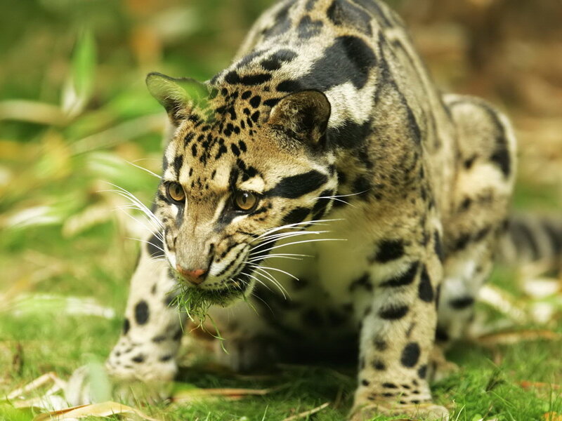 Clouded Leopard Eating Grass
