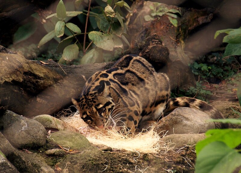 Clouded Leopard Eating
