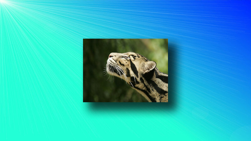 Clouded Leopard Head — Blue