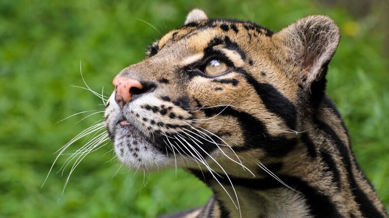 Clouded Leopard Head — Brown, Alert