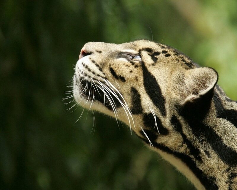 Clouded Leopard Head — Brown, Calm, Photograph, Whiskers