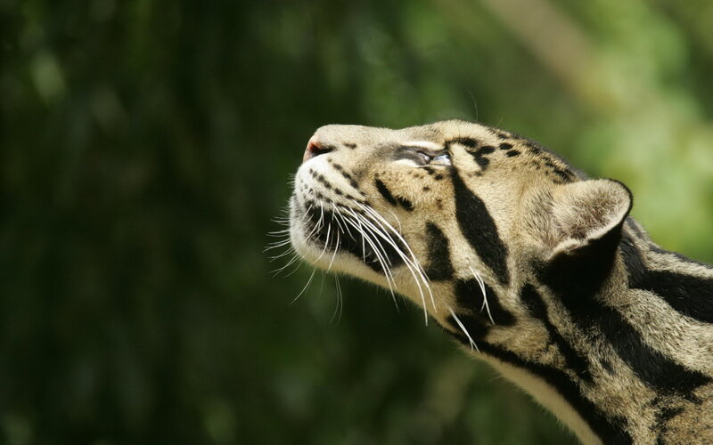 Clouded Leopard Head — Brown, Calm