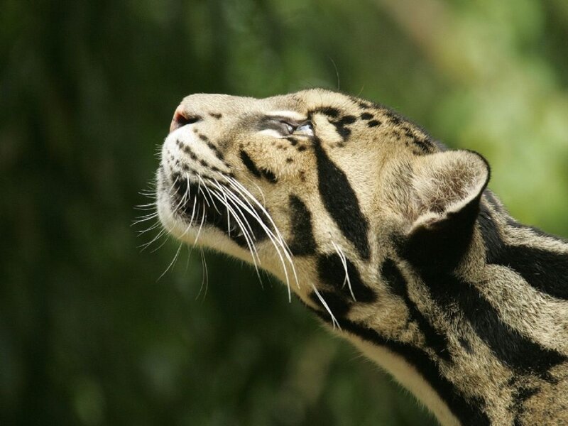 Clouded Leopard Head — Brown