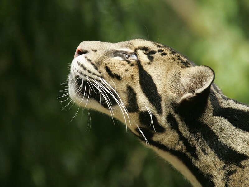 Clouded Leopard Head
