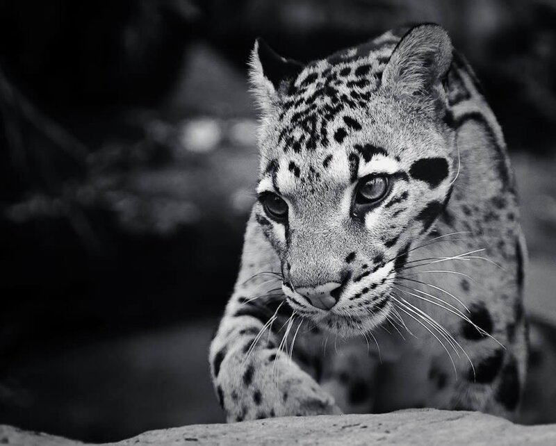 Clouded leopard in black and white
