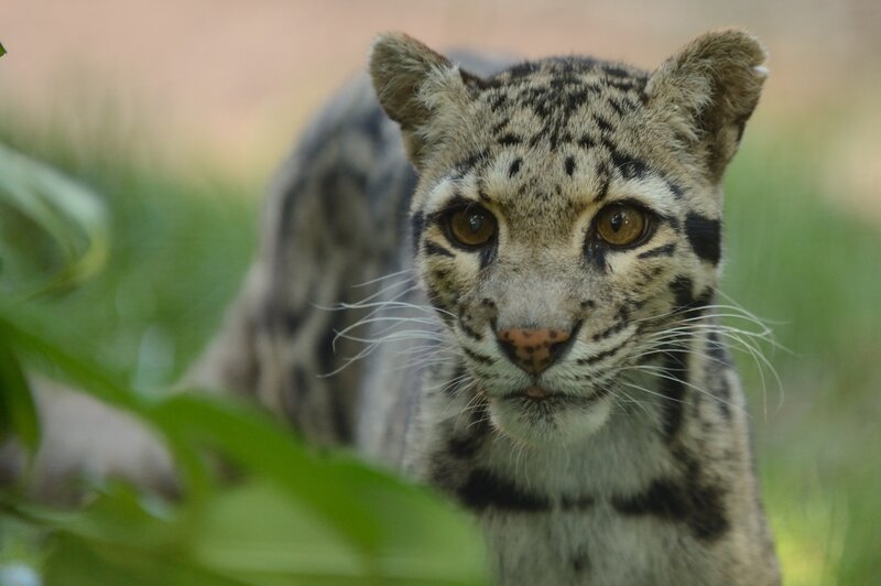 Clouded Leopard in Foliage