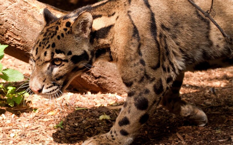 Clouded leopard in forest