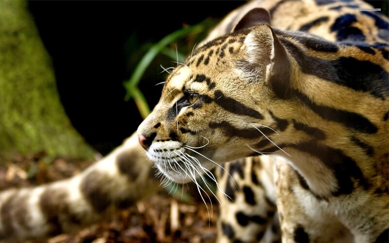 Clouded Leopard in Forest — Brown