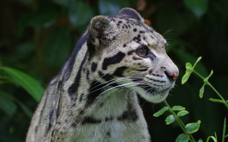 Clouded Leopard in Forest — Gray