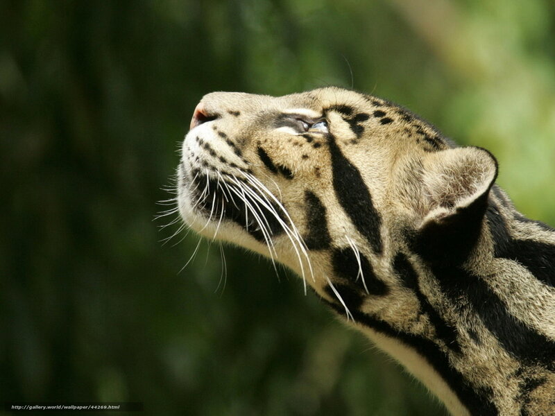 Clouded leopard in forest