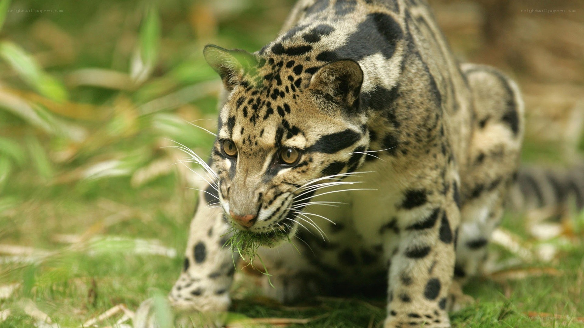 Clouded leopard in grass