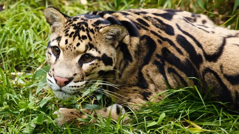 Clouded Leopard in Grass — Green, Alert, Afternoon