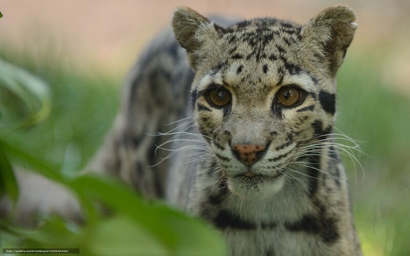 Clouded Leopard in Grass — Green, Alert, Photograph, Leaves