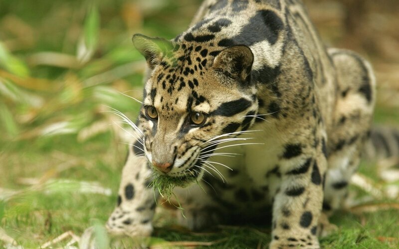 Clouded Leopard in Grass — Green, Alert, Photograph