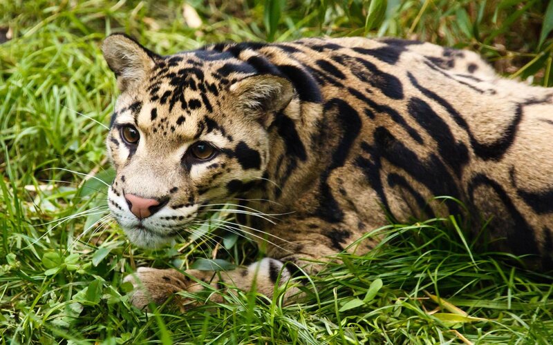 Clouded Leopard in Grass — Green, Alert