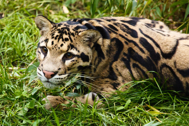 Clouded Leopard in Grass — Green